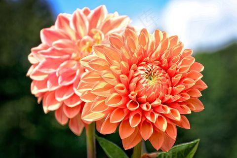 大丽花，复合材料，观赏植物，开花，盛开