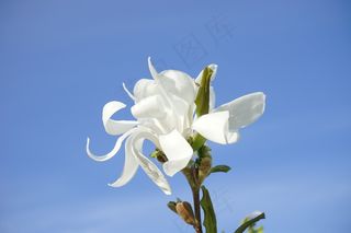 明星木兰，玉兰，开花，白，白