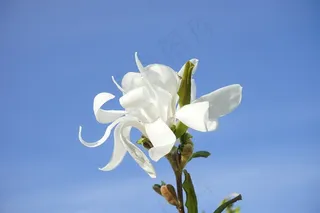 明星木兰，玉兰，开花，白，白