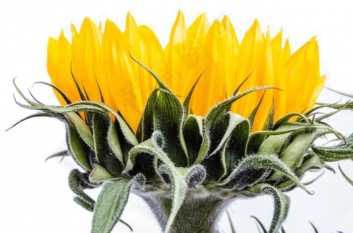 盛开，开花，花束，颜色，颜色，装饰