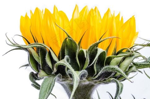 盛开，开花，花束，颜色，颜色，装饰