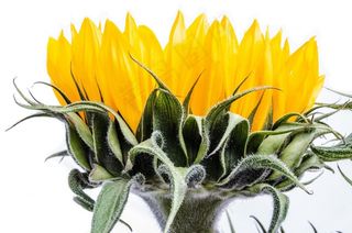 盛开，开花，花束，颜色，颜色，装饰