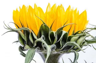 盛开，开花，花束，颜色，颜色，装饰