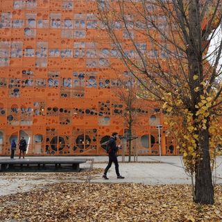 枫树,银杏,银杏树,树,枫树林,合流