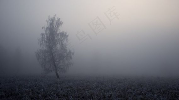 树，雾，景观，雾，秋季，秋天，自然