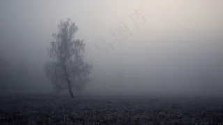 树，雾，景观，雾，秋季，秋天，自然