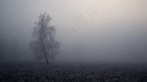 树,雾,景观,雾,秋季,秋天,自然 树,雾,景观,雾,秋季,秋天,自然