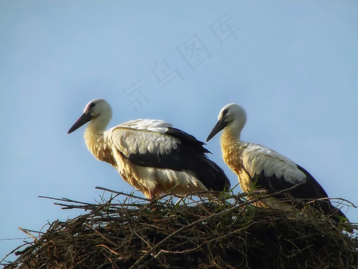 鹳，鸟，巢，宏，特写，天空，嵌套