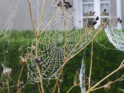 布列塔尼，景观，蜘蛛网，露珠，秋天的心情，自旋