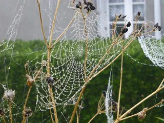 布列塔尼，景观，蜘蛛网，露珠，秋天的心情，自旋