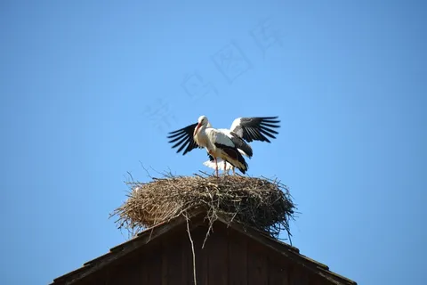 Storchennest,巢,鹳,鸟类,动物 Storchennest,巢,鹳,鸟类,动物
