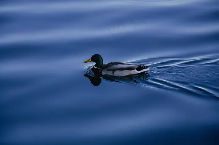 鸟类,虫子,鸭子,野鸭,蜘蛛,鸭湖水动物