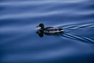鸟类,虫子,鸭子,野鸭,蜘蛛,鸭湖水动物