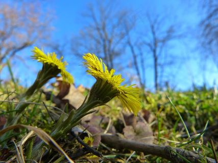 Tussilago Farfara，花，开花，黄色