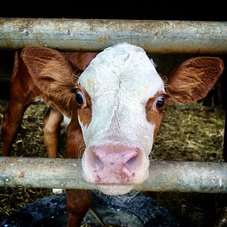 牛，头，农场，农业，肖像，脸，国内