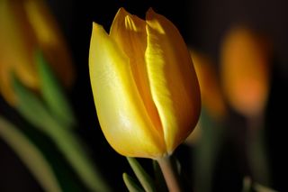 郁金香，花，黄色，黄色的花，Schnittblume