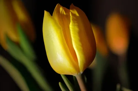 郁金香,花,黄色,黄色的花,Schnittblume 郁金香,花,黄色,黄色的花,Schnittblume