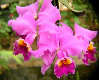 兰花，紫色，开花，鲜花，花瓣，粉红色，黄色