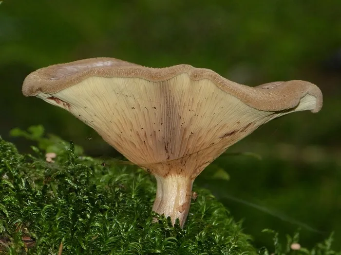 蘑菇，布朗，秋，性质，森林，苔，薄层