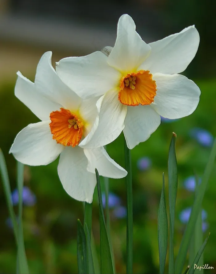 Osterglocken，水仙花，双色，花，开花，盛开