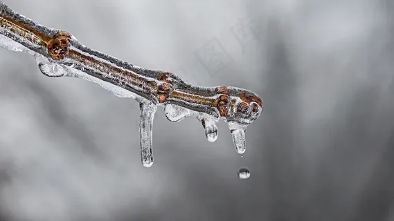冰,冬季,冷,冻结,性质,凉,天气,树 冰,冬季,冷,冻结,性质,凉,天气,树