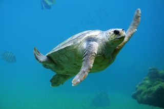 龟，水下，水，游泳，动物，水生