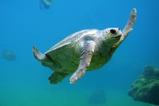 龟，水下，水，游泳，动物，水生