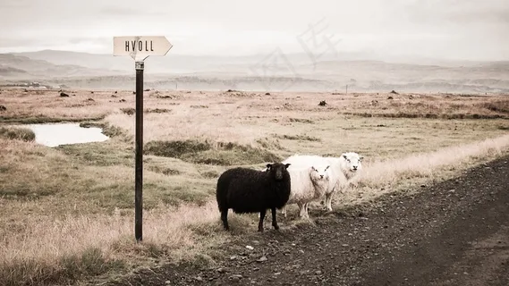 羊，动物，污垢，道路，田野，农村