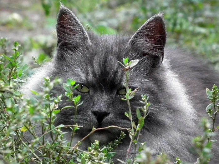 猫，西伯利亚，肖像，猫的眼睛，可爱，小猫