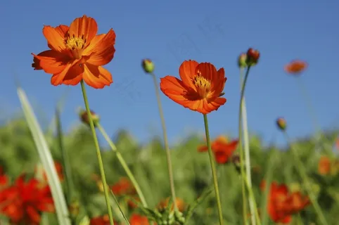 花,波斯菊,植物,花园,花朵,花瓣 花,波斯菊,植物,花园,花朵,花瓣