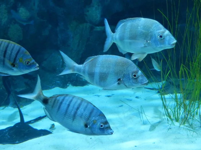 鱼，水族馆，游泳，Meeresbewohner，蓝色，灰色