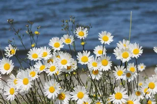 花，水，夏天，自然，植物，绿色，自然