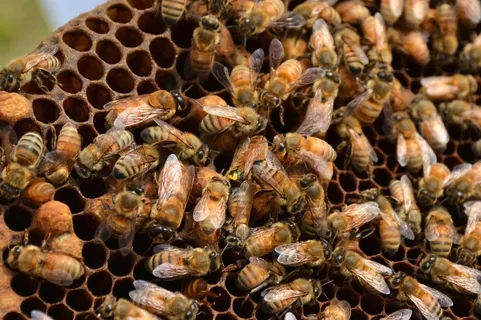 蜜蜂,蜂巢,女王蜂,蜂巢,农业,蜂窝 蜜蜂,蜂巢,女王蜂,蜂巢,农业,蜂窝