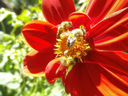 蜜蜂,授粉,昆虫,花卉,大丽花,虫子 蜜蜂,授粉,昆虫,花卉,大丽花,虫子