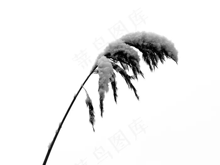 芦苇，雪，冷，冬季，寒冬，景观，白