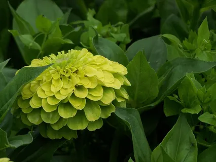 鲜花，植物，花园，园林花卉，性质，开花