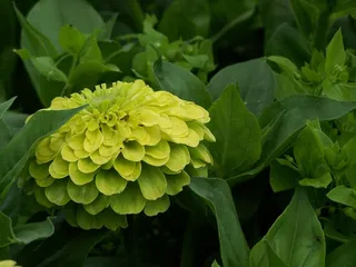 鲜花，植物，花园，园林花卉，性质，开花