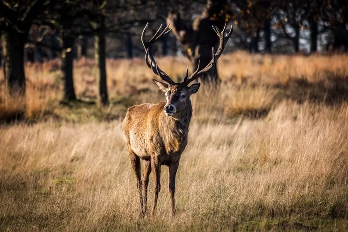 麋鹿,马鹿,NBA,驯鹿,公鹿,里士满鹿
