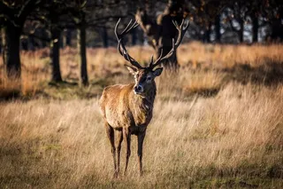 麋鹿,马鹿,NBA,驯鹿,公鹿,里士满鹿