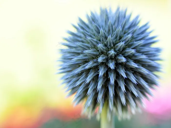 花，春，蓝色，花的，开花，自然