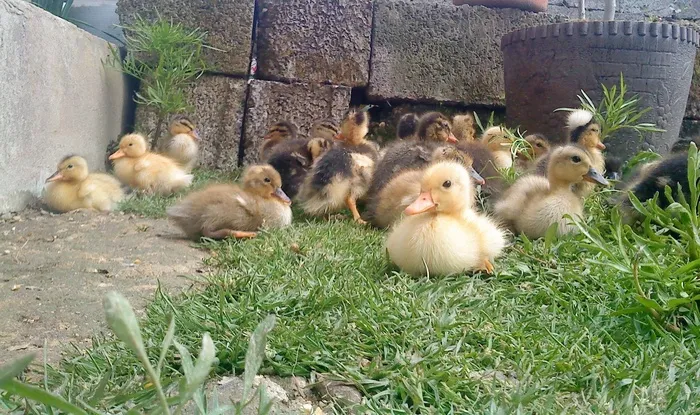 小鸭，小鸡，年轻，婴儿，鸟，婴儿，小