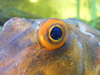 鱼眼，手表，鱼，眼，爬行动物，请参阅，凝视，看看