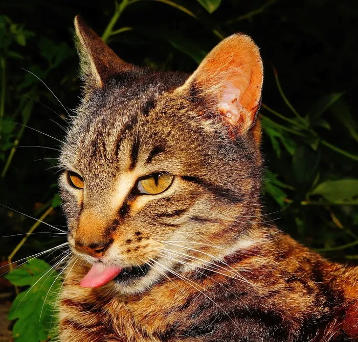 猫，肖像，头，清洁，在家的感觉，鲭鱼