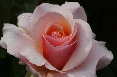 花,玫瑰,粉红色,开花,玫瑰绽放,厂 花,玫瑰,粉红色,开花,玫瑰绽放,厂