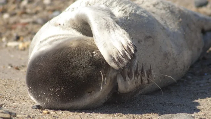 Helgoland，海豹，海滩