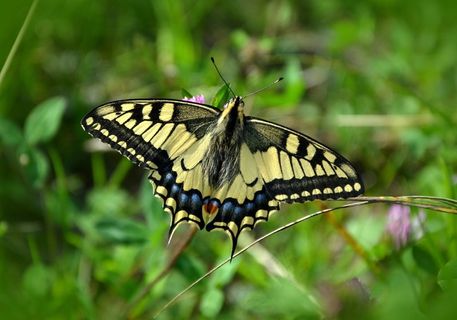 蝴蝶,燕尾,凤蝶Machaon,性质,昆虫 蝴蝶,燕尾,凤蝶Machaon,性质,昆虫