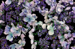 绣球花，鲜花，花，花园，紫色