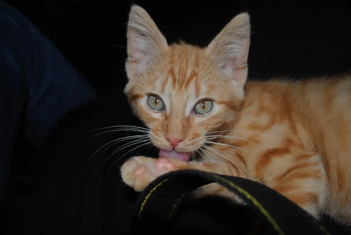 猫，动物，猫脸