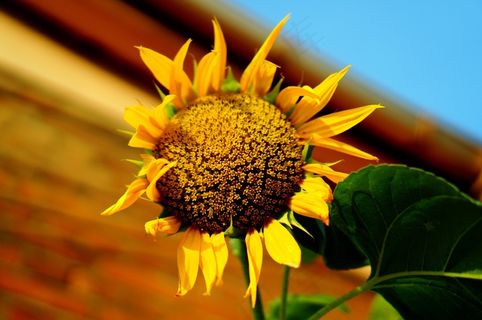 向日葵，鲜花，黄色，自然