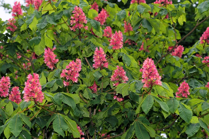 板栗树，树枝，叶子，自然，所有